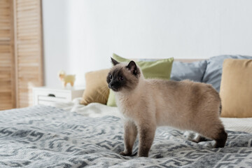 furry cat standing on soft bed at home.