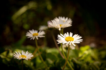 Daisy Flowers in Nature on a Sunny Day