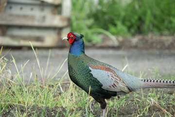 日本の美しい鳥「キジ」