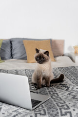 cat sitting on bed near computer and pillows on blurred background.