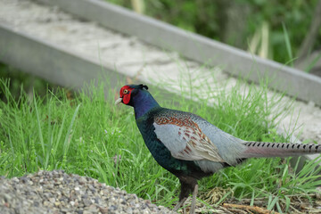 日本の美しい鳥「キジ」