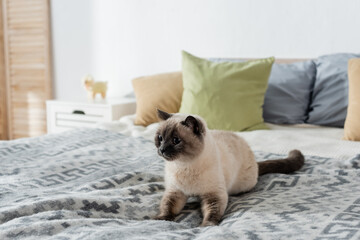 cat lying on cozy bed near soft pillows on blurred background.