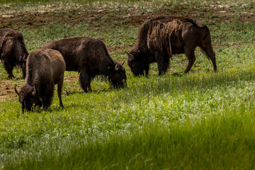 Bison grazing in the field Waterton Lakes National Park Alberta Canada