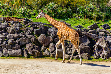 Naklejka na ściany i meble Giraffe walking the compound. Auckland Zoo, Auckland, New Zealand
