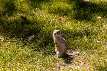 Ground squirell on the look out Tillebrook Provincial Park Alberta Canada