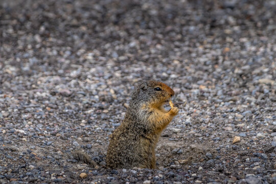 Richardsons Ground Squirrel grabs a piece of fruit Banff National Park Alberta Canada
