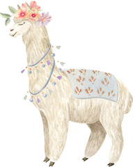 Cute and funny alpaca (llama) wearing clothes, decorated with flowers. © astaru