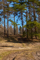 Spring landscape. A dirt road leading to the edge of the pine forest