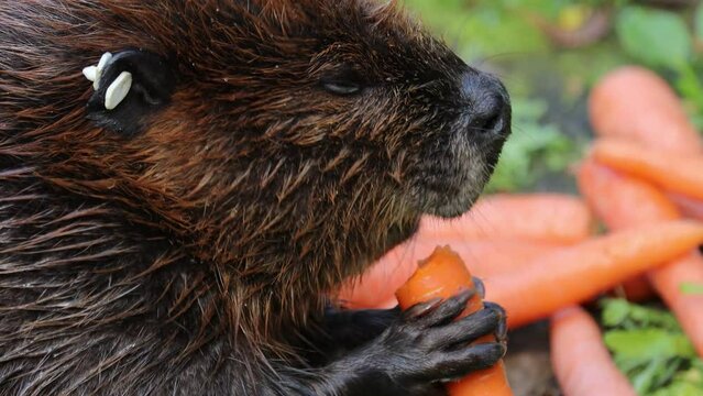 Castoreum Images – Browse 145 Stock Photos, Vectors, and Video | Adobe