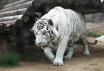 Rare Black and White Striped Adult Tiger