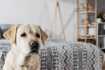 yellow labrador dog on blurred background in bedroom.