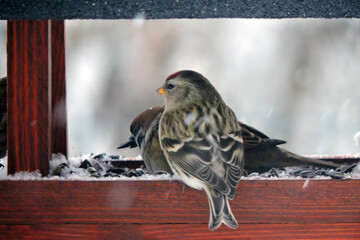 A common redpoll sitting inside a brown wooden bird feeder and a tree sparrow eating sunflower seeds, blurred background - Powered by Adobe