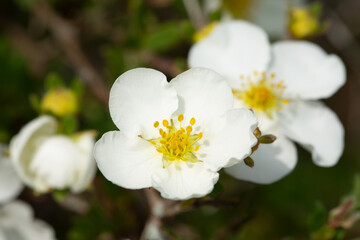 Beautiful blooming cinquefoil in sunny April
