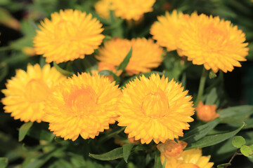 Orange blooming strawflowers in sunny May