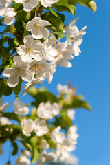 White apple blossoms in springtime garden against blue sky background