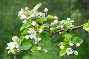 White apple blossoms in springtime garden against blurred soft background.