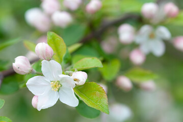 White apple blossoms in springtime garden against blurred soft background.