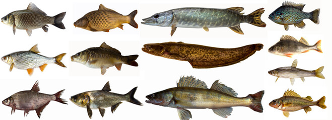 Fish set isolated. Collection fresh raw fish. freshwater fish