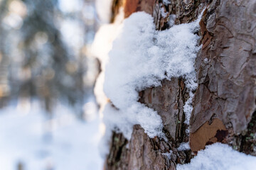 Closeup of Pine Bark in Forest in Sunny Winter, Abstract Background