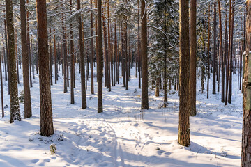Sunny Winter Day in Pine Tree Forest, Abstract Background