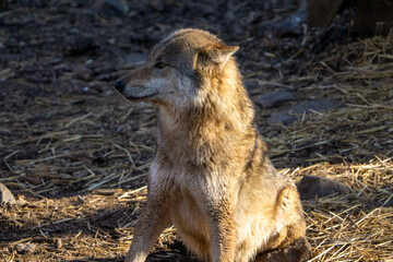wild wolf sitting in the forest looking around. Cute looking