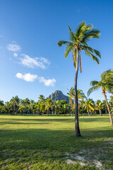 Le Morne Brabant mountain with palm trees on Mauritius island
