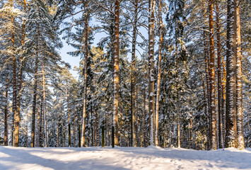 Sunny Winter Day in Pine Tree Forest, Abstract Background