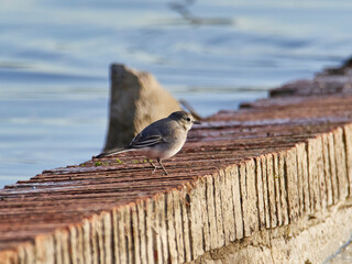 White wagtail, Motacilla alba, Bellus reservoir, Spain