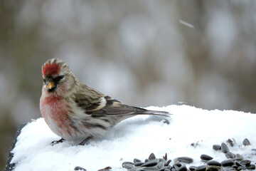 A male common redpoll with a bright red patch on its forehead, a red breast and  feathers raised on its head standing in snow and eating sunflower seeds, blurred background