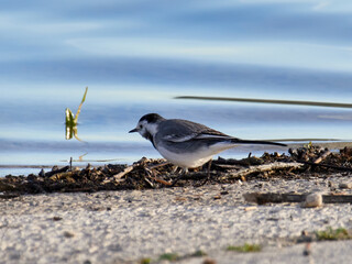 White wagtail, Motacilla alba, Bellus reservoir, Spain