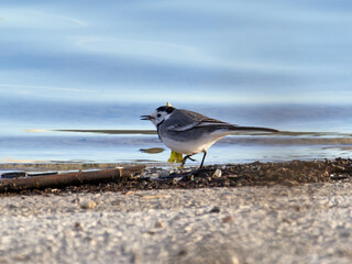 White wagtail, Motacilla alba, Bellus reservoir, Spain