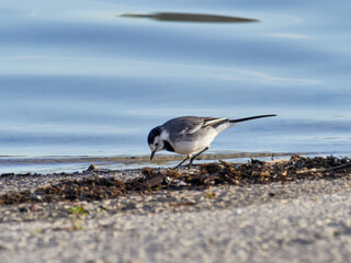 White wagtail, Motacilla alba, Bellus reservoir, Spain