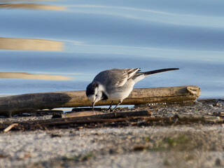 White wagtail, Motacilla alba, Bellus reservoir, Spain