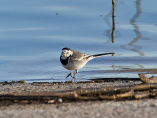 White wagtail, Motacilla alba, Bellus reservoir, Spain