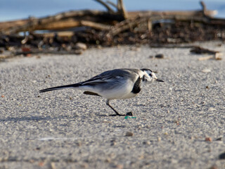 White wagtail, Motacilla alba, Bellus reservoir, Spain