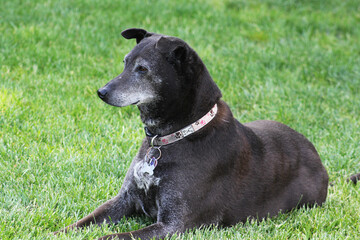 black senior dog on grass