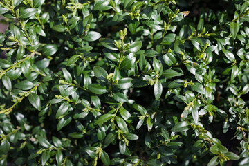 Green bright bush shrub leaves texture.