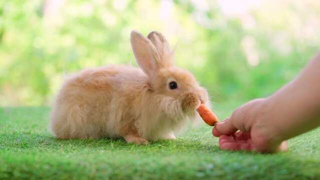 Lovely bunny easter fluffy rabbit sitting on the grass and people feed carrot with green bokeh nature background. Orange color rabbit. Animal food vegetable concept. 