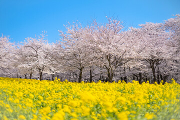 Fototapeta na wymiar 桜と菜の花と青空と