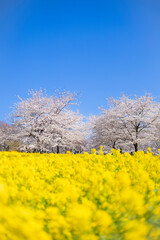 Fototapeta premium 青空の菜の花畑と桜