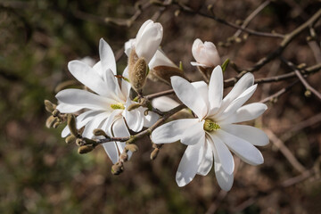 biała kwitnąca magnolia gwiazdowa w wiosennym ogrodzie