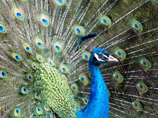 Fototapeta na wymiar Peacock with feathers