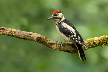 Great Spotted Woodpecker (Dendrocopos major)
