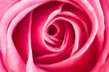 Rose flower fragment, macro shot