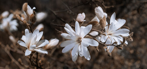 biała kwitnąca magnolia gwiazdowa w wiosennym ogrodzie - obrazy, fototapety, plakaty