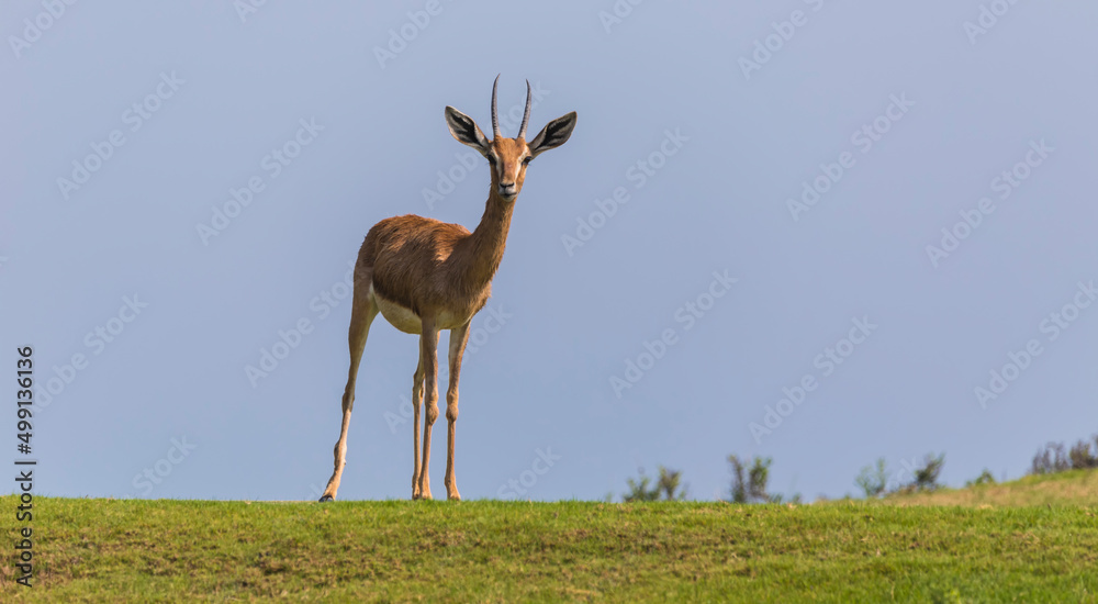 Wall mural Arabian Gazelle grazing on Saadiyat Island in Abu Dhabi