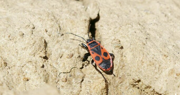  Pyrrhocoris apterus on the ground