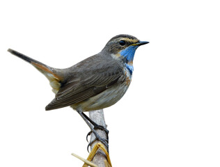 male of bluethroat (luscinia svecica) brown bird has blue marking on chest to chin perching on wooden branch