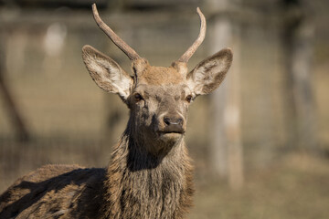 Close up of a wild deer in the summer