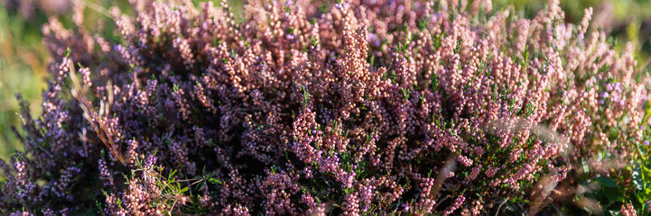 Purple heather in bloom during autumn, also called Calluna vulgaris or ling in the flowering plant family Ericaceae